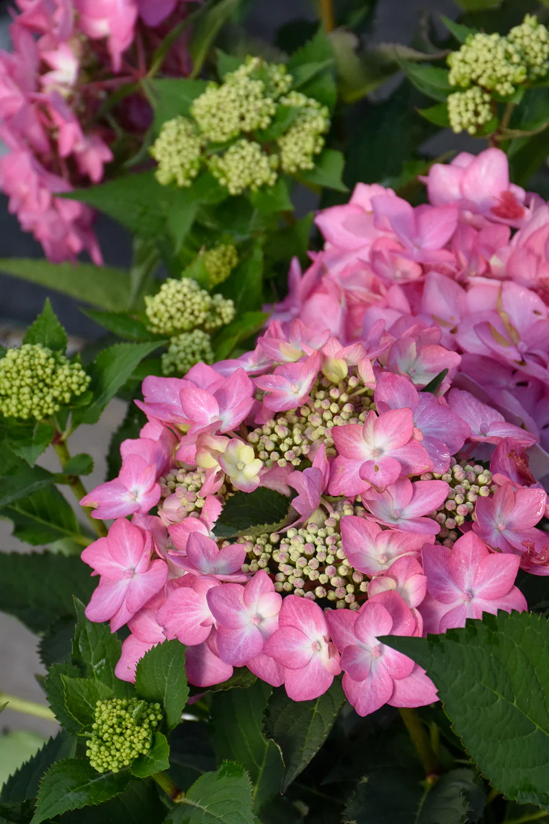 Hydrangea, Macrophylla Let's Dance Can Do - Image 3