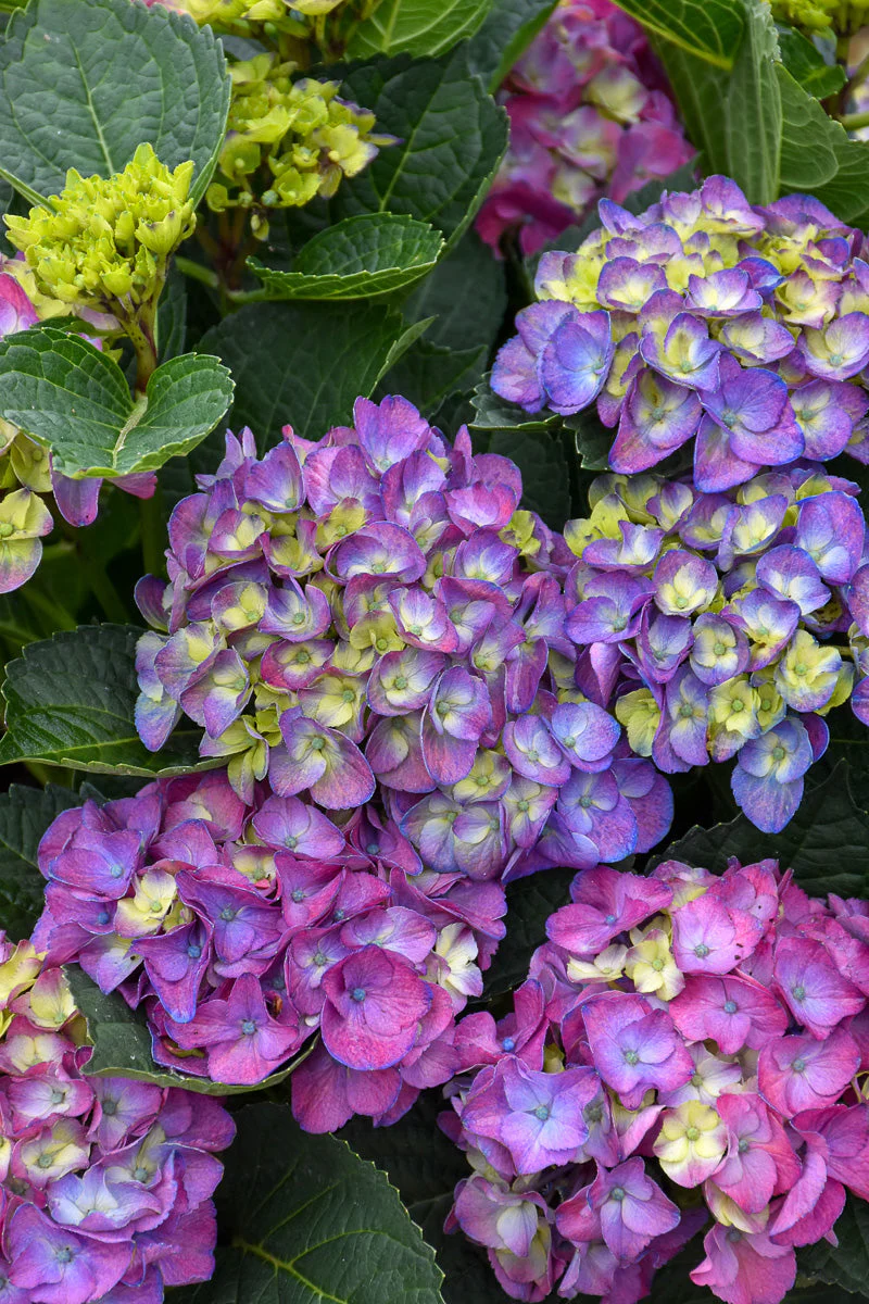 Hydrangea, Newport