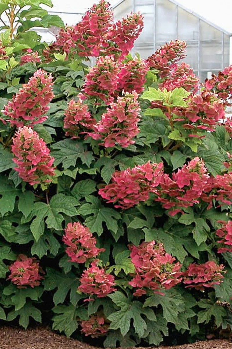 Hydrangea, Oakleaf Qu O Hea - Image 2