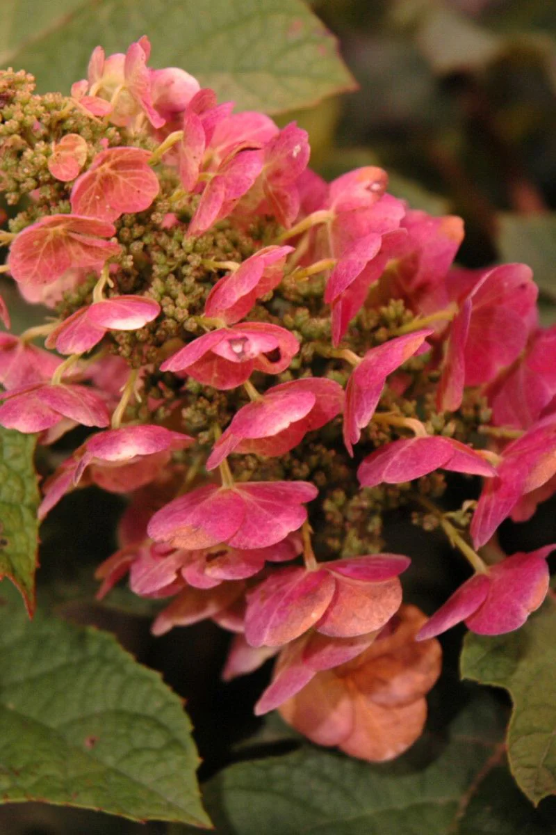 Hydrangea, Oakleaf Ruby Slippers - Image 2