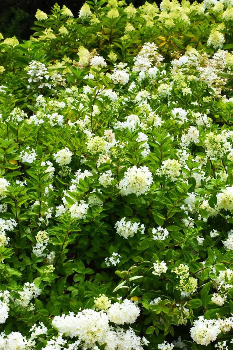 Hydrangea, Pan Bombshell