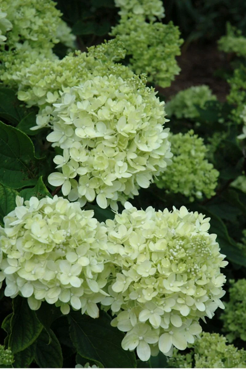 Hydrangea, Panicle Little Lime