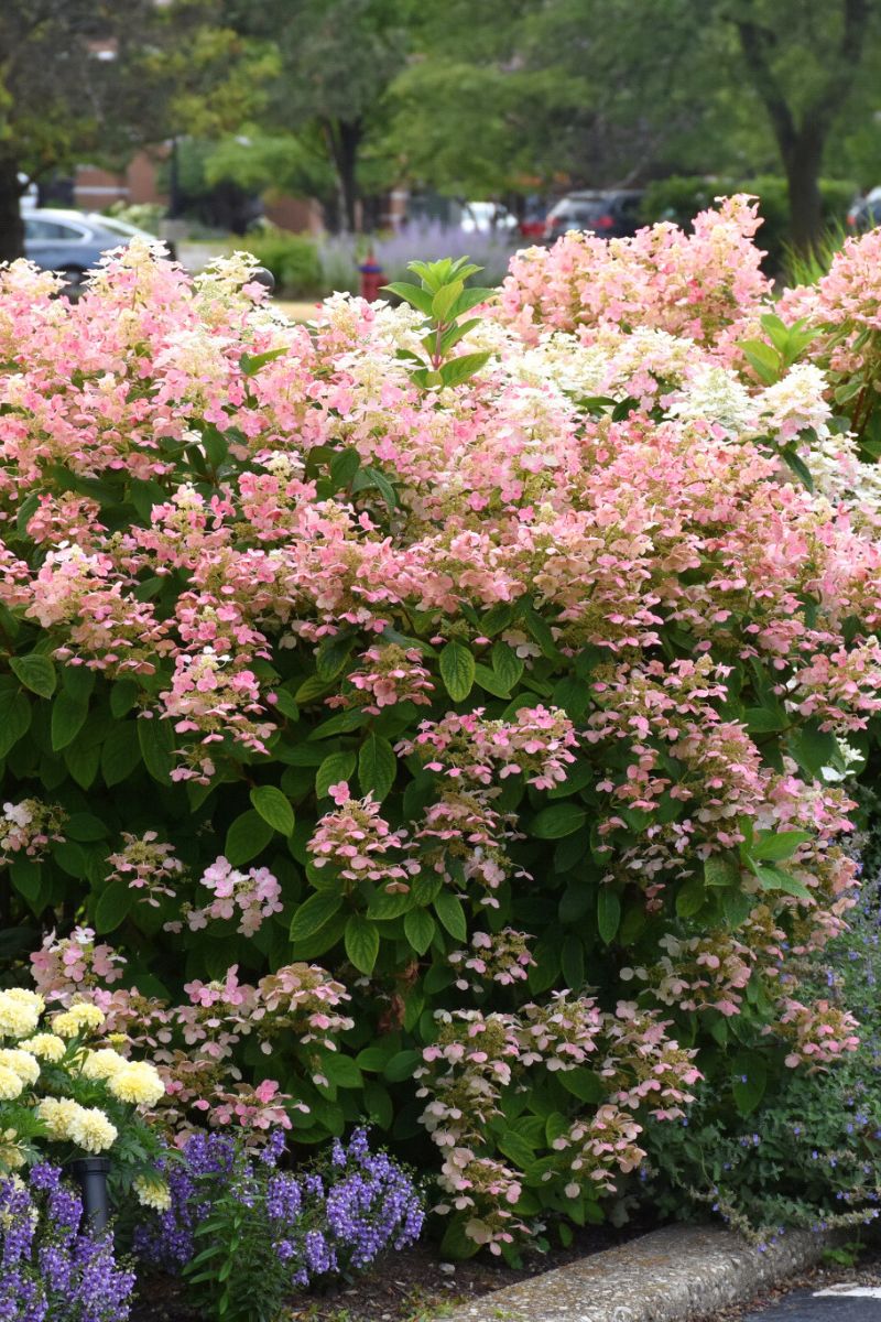 Hydrangea Panicle, Quick Fire - Image 3