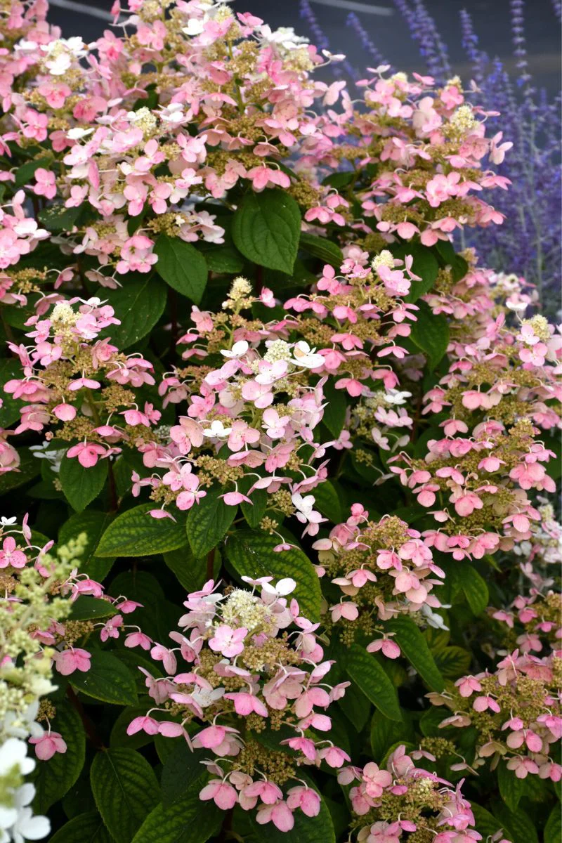 Hydrangea Panicle, Quick Fire - Image 4