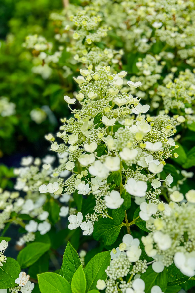 Hydrangea Panicle, Quick Fire - Image 5