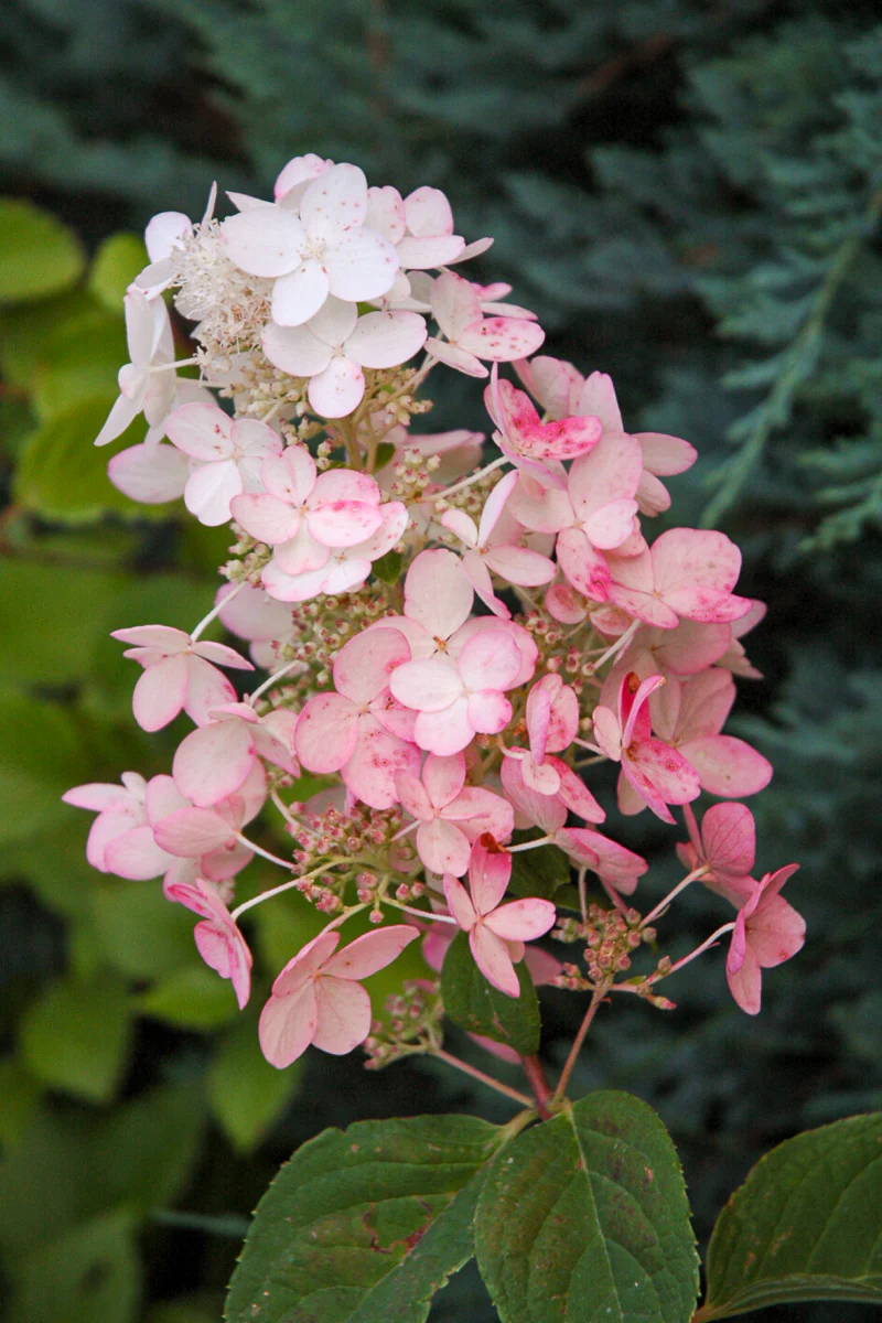 Hydrangea Panicle, Pink Diamond