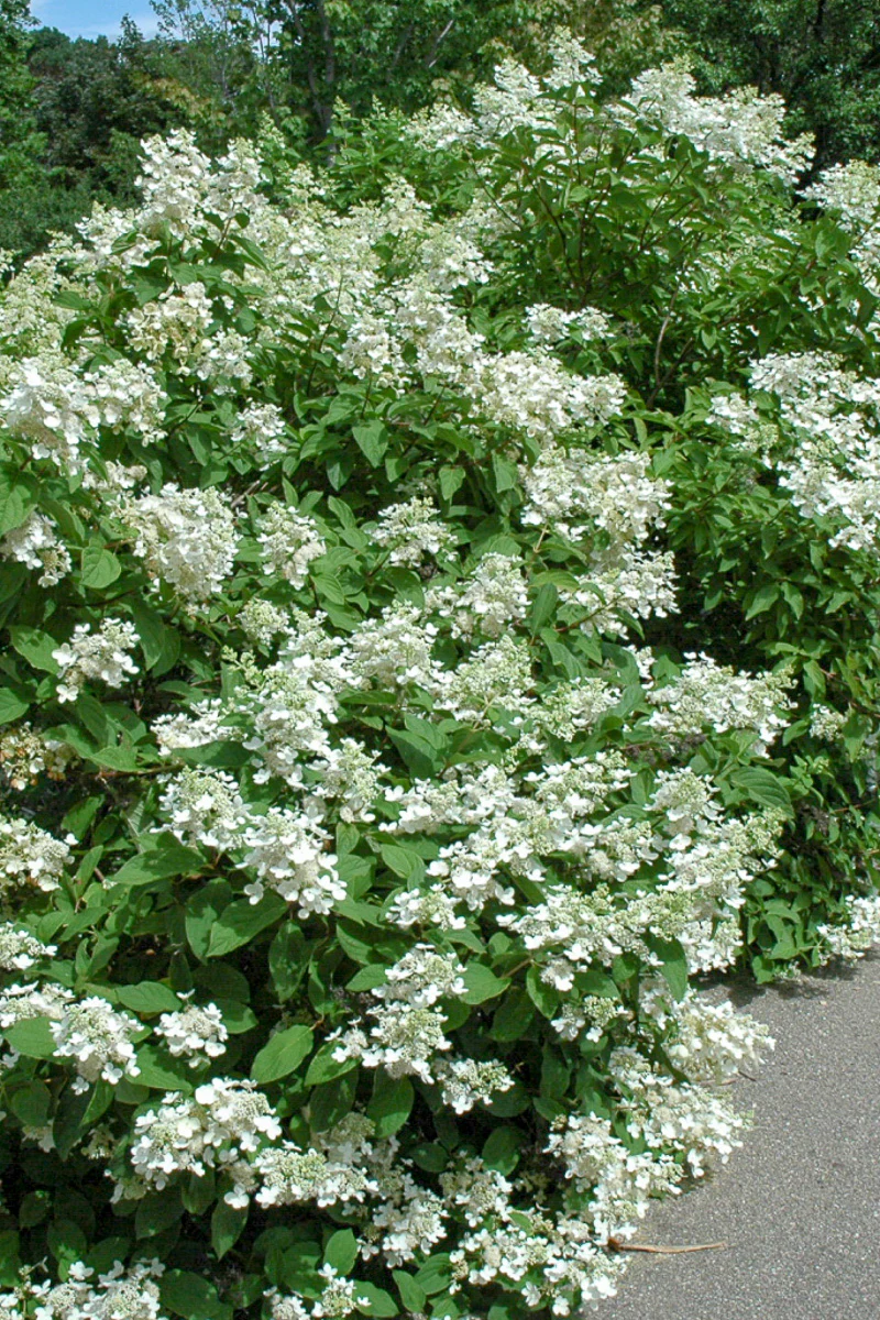 Hydrangea Panicle, Pink Diamond - Image 2