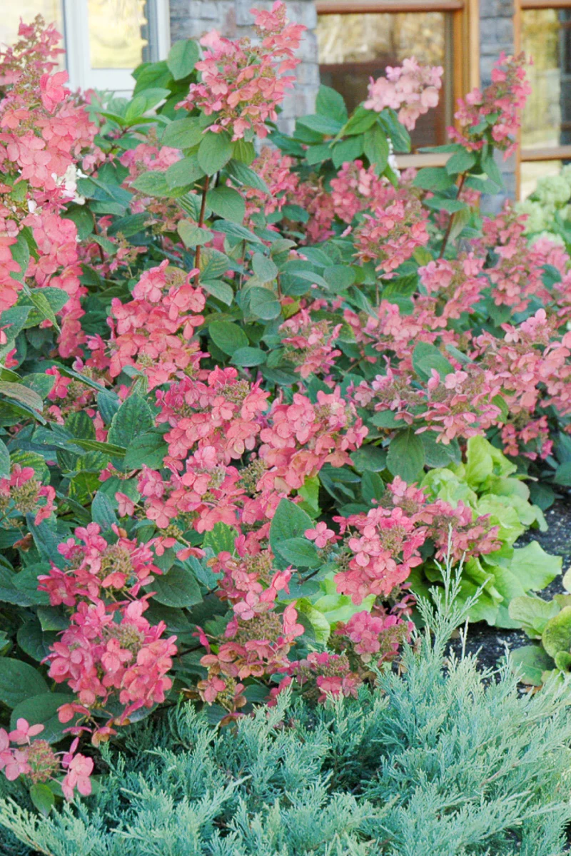 Hydrangea Panicle, Pink Diamond - Image 3