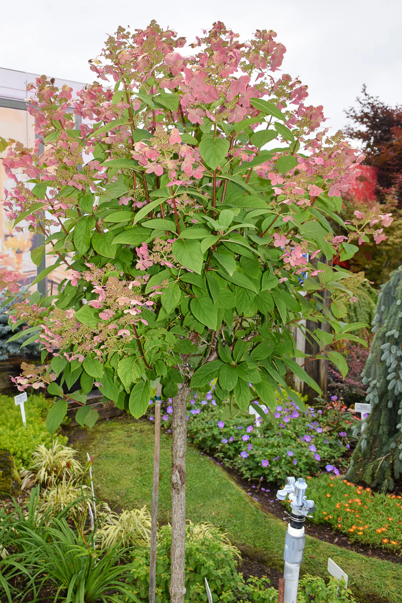 Hydrangea Panicle, Quick Fire - Image 2