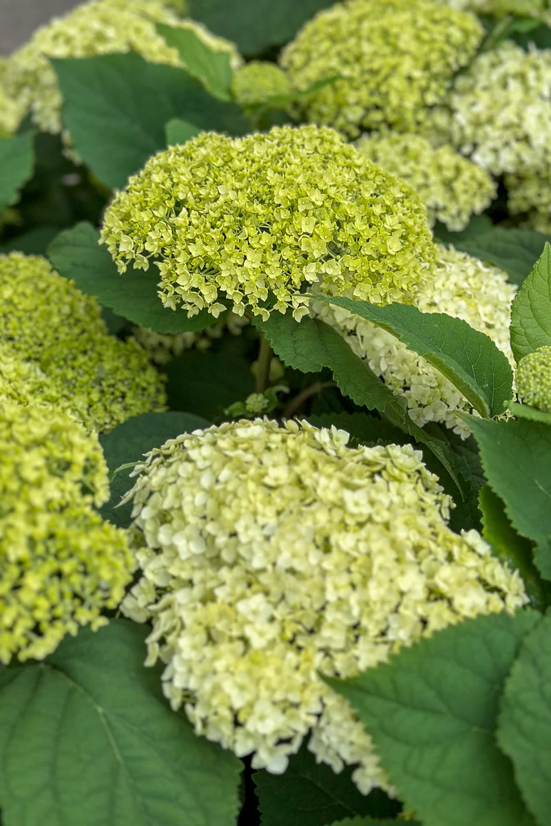 Smooth Hydrangea, Flowerfull - Image 2