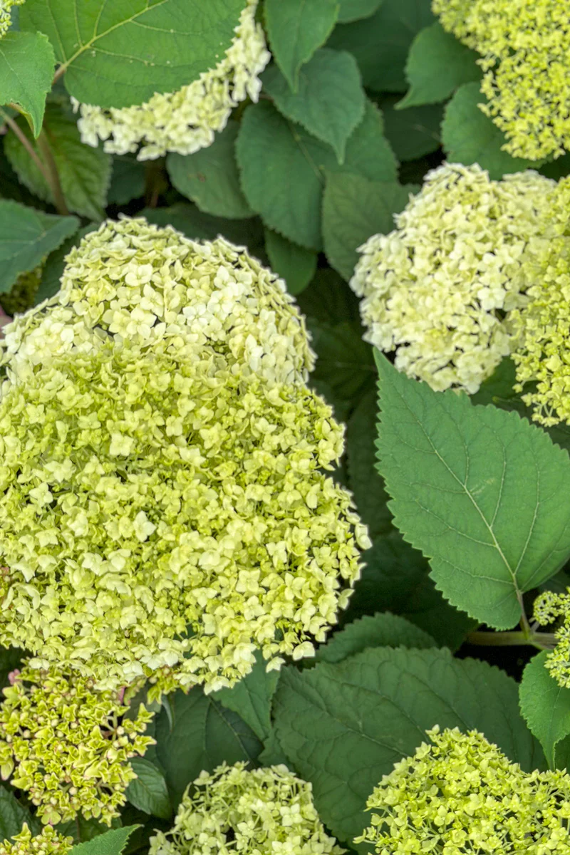 Smooth Hydrangea, Flowerfull - Image 3