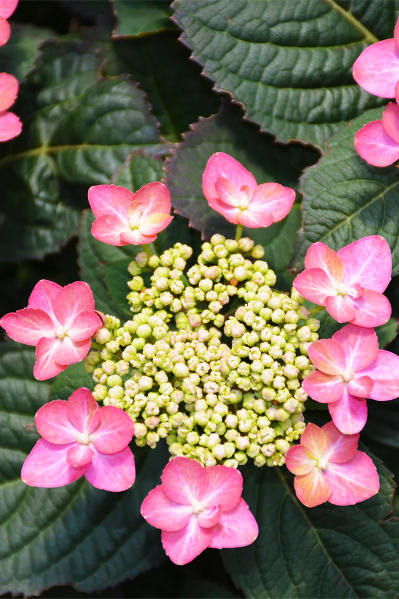 Hydrangea, Tiny Tuff Stuff Red