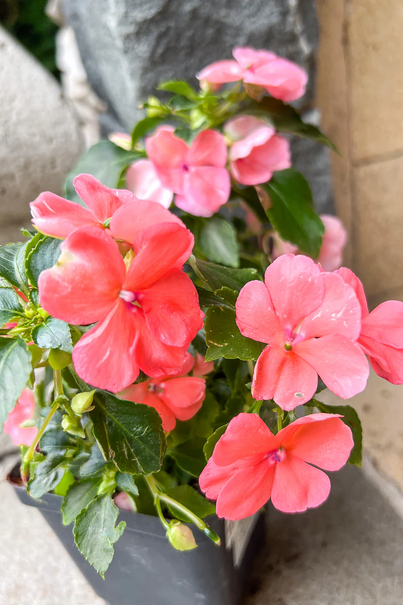 Impatiens, Imara Coral - Image 2