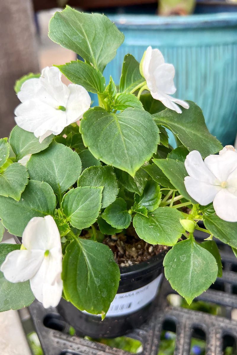 Impatiens, Imara White