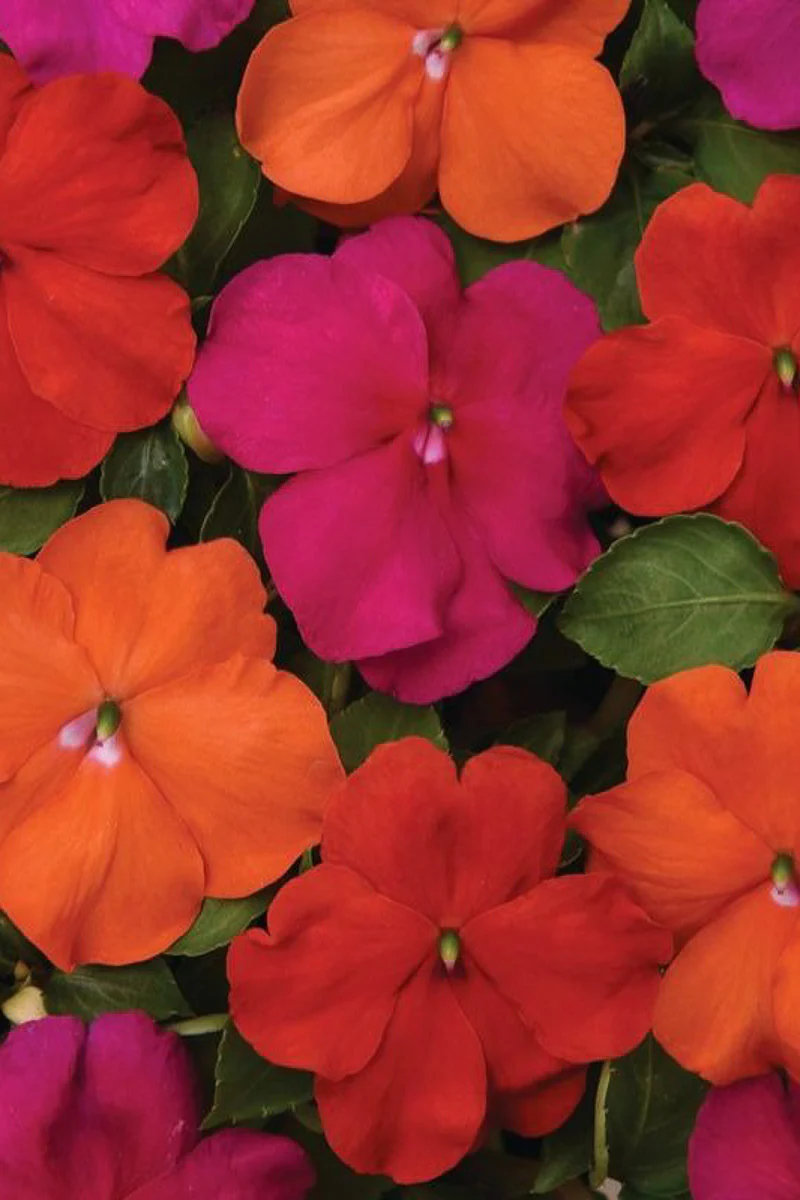 Impatiens, Beacon Sanibel Mix