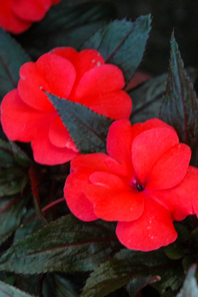 Impatiens, New Guinea Salmon Night