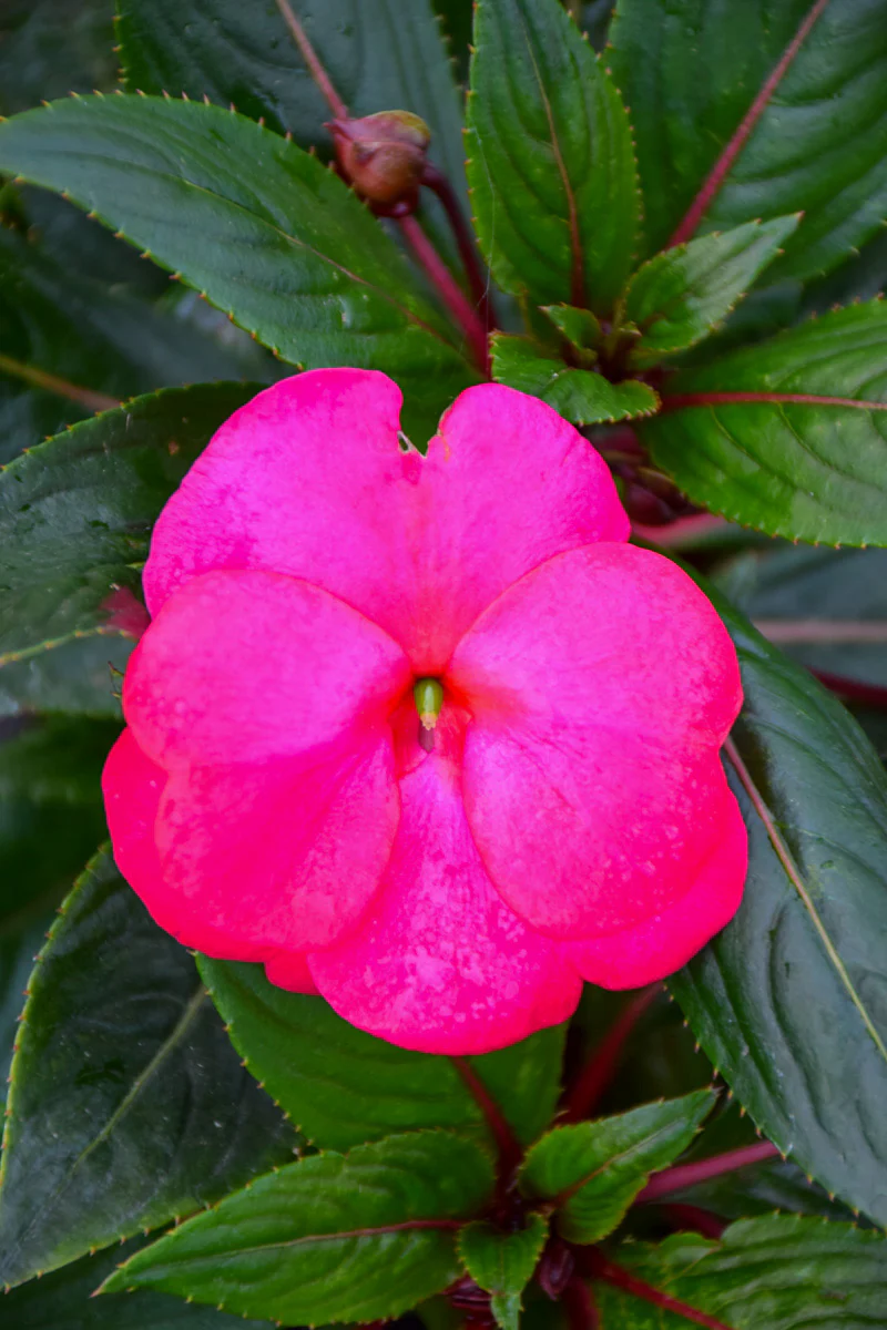 Impatiens, New Guinea Super Sonic Pink