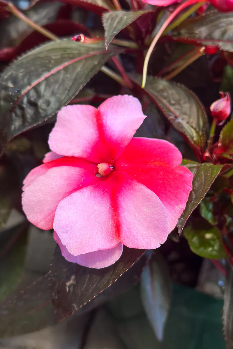 Impatiens, New Guinea Super Sonic Sweet Cherry - Image 2