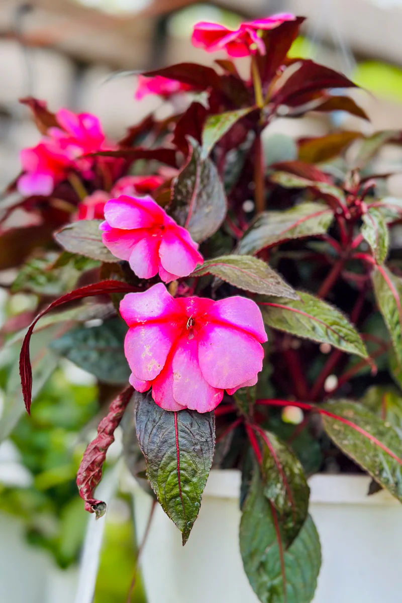 Impatiens, New Guinea Super Sonic Sweet Cherry - Image 3
