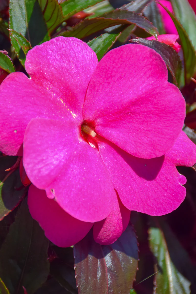 Impatiens, New Guinea Lilac