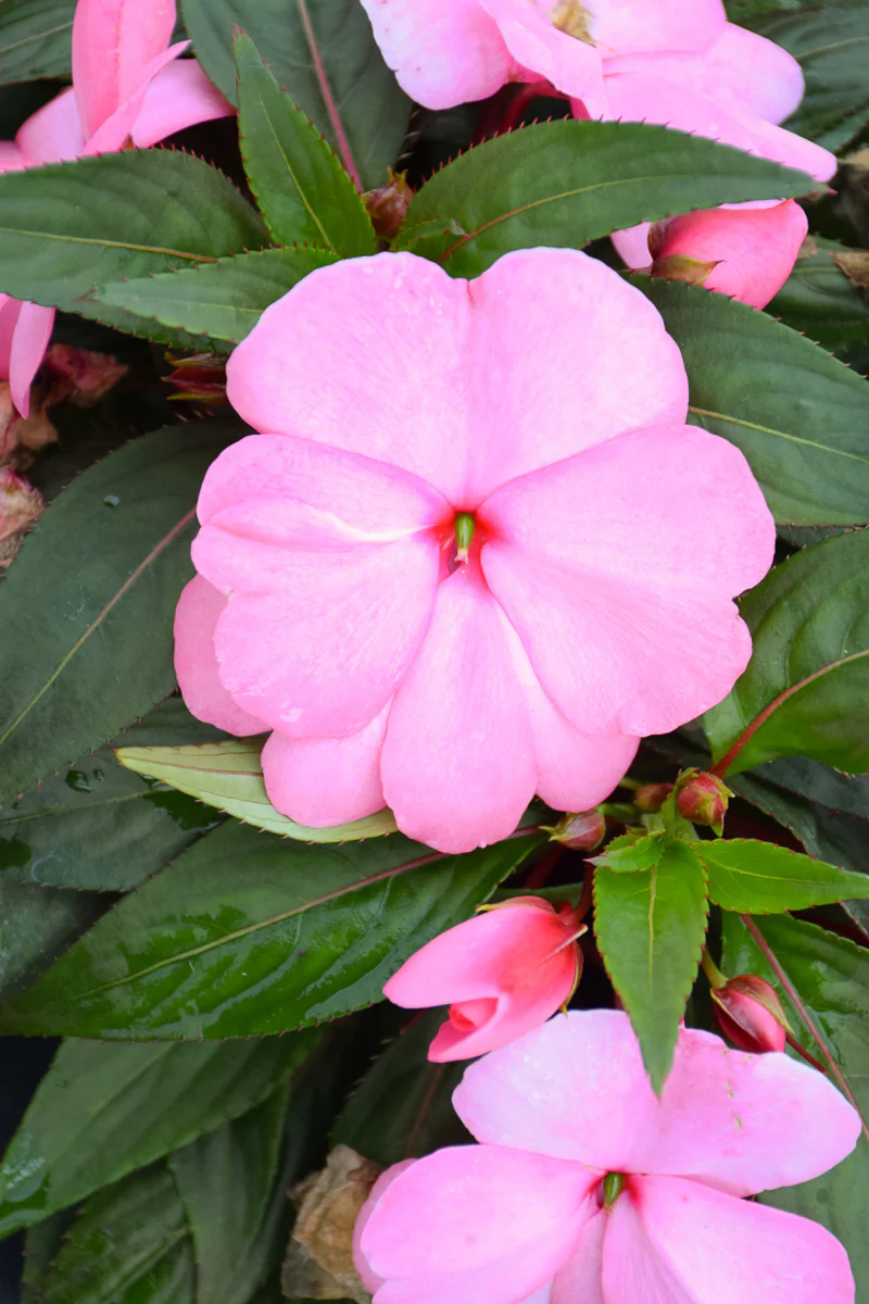 Impatiens, New Guinea Roller Coaster Cotton Candy