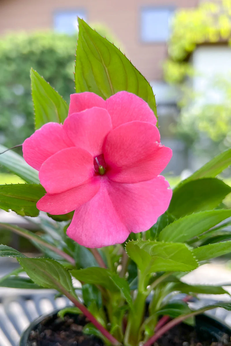 Impatiens, New Guinea Pink