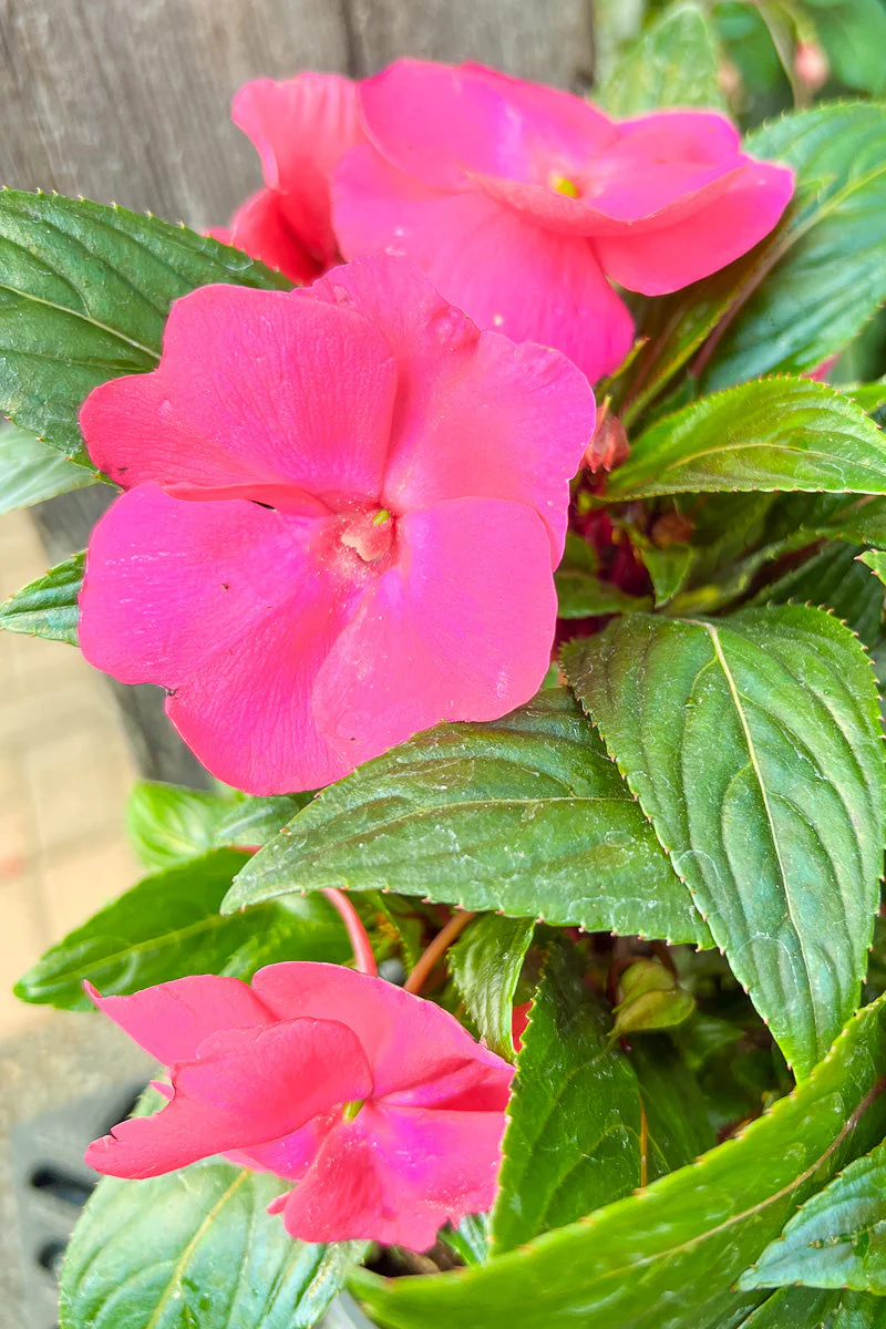 Impatiens, New Guinea Pink - Image 2