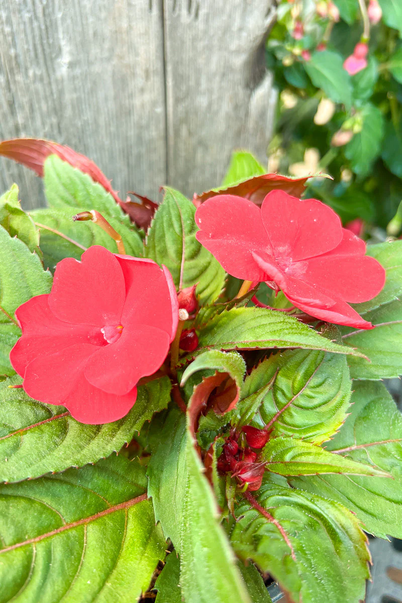 Impatiens, New Guinea Red - Image 2