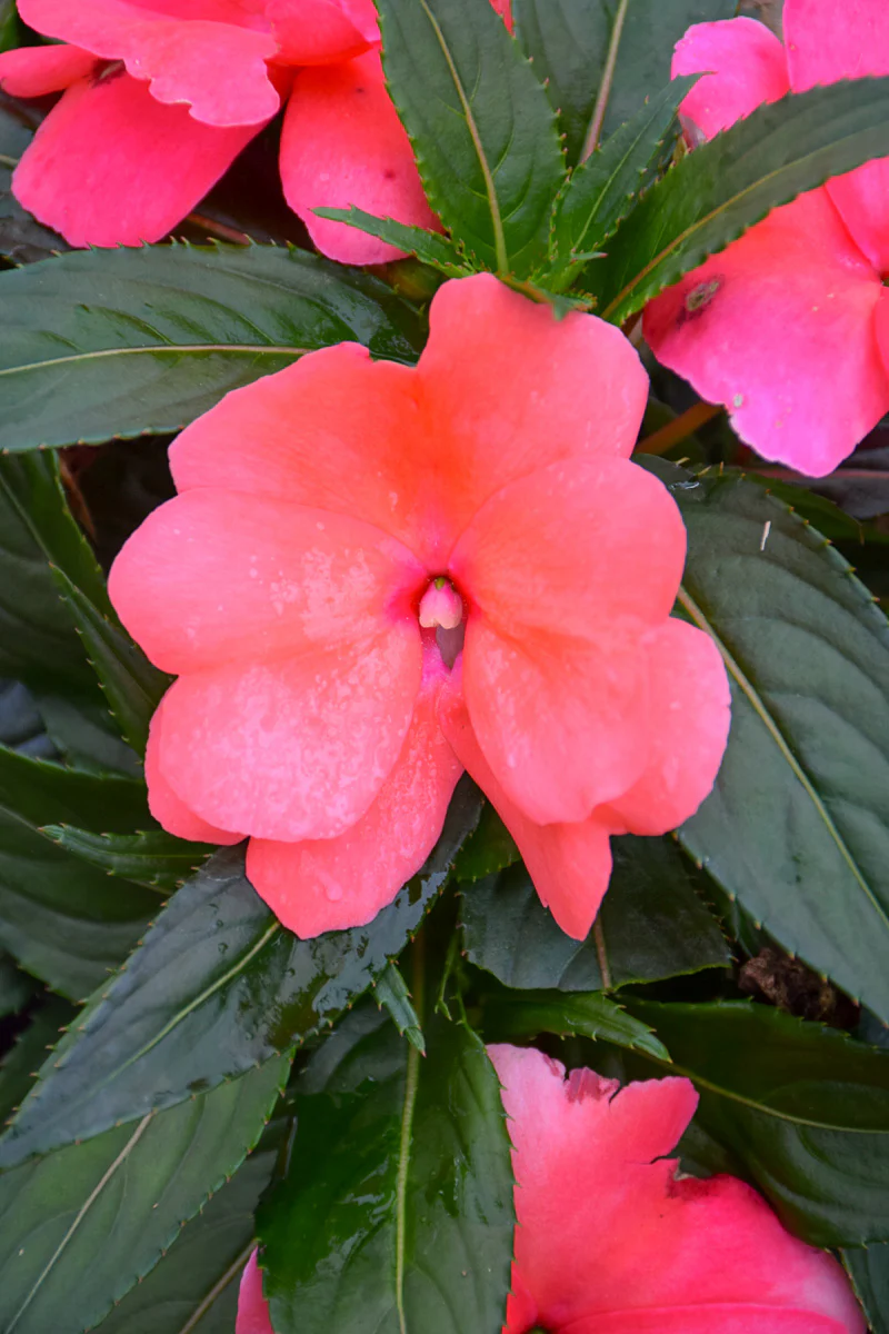 Impatiens Ng Salmon