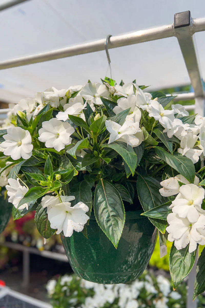 Impatiens, New Guinea White - Image 3