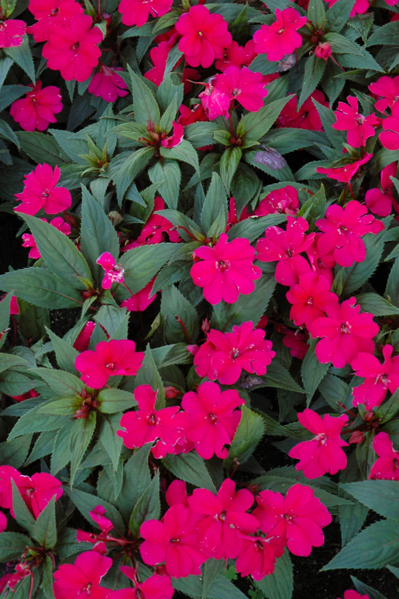 Impatiens, Sunpatiens  Royal Magenta - Image 2