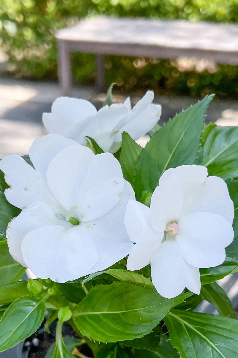 Impatiens, Sunpatiens Compact Classic White - Image 3