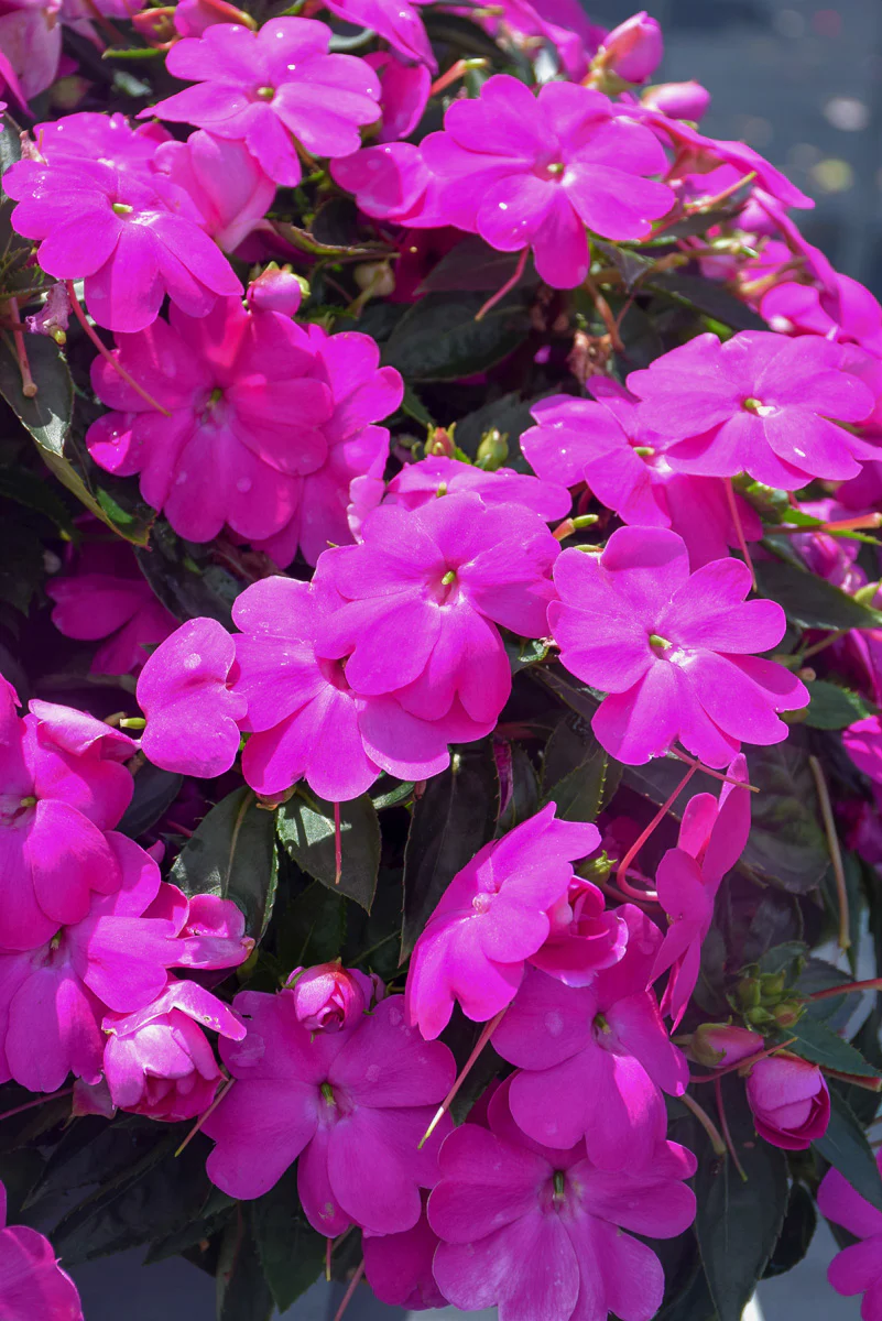Impatiens Sunpats Lilac - Image 2