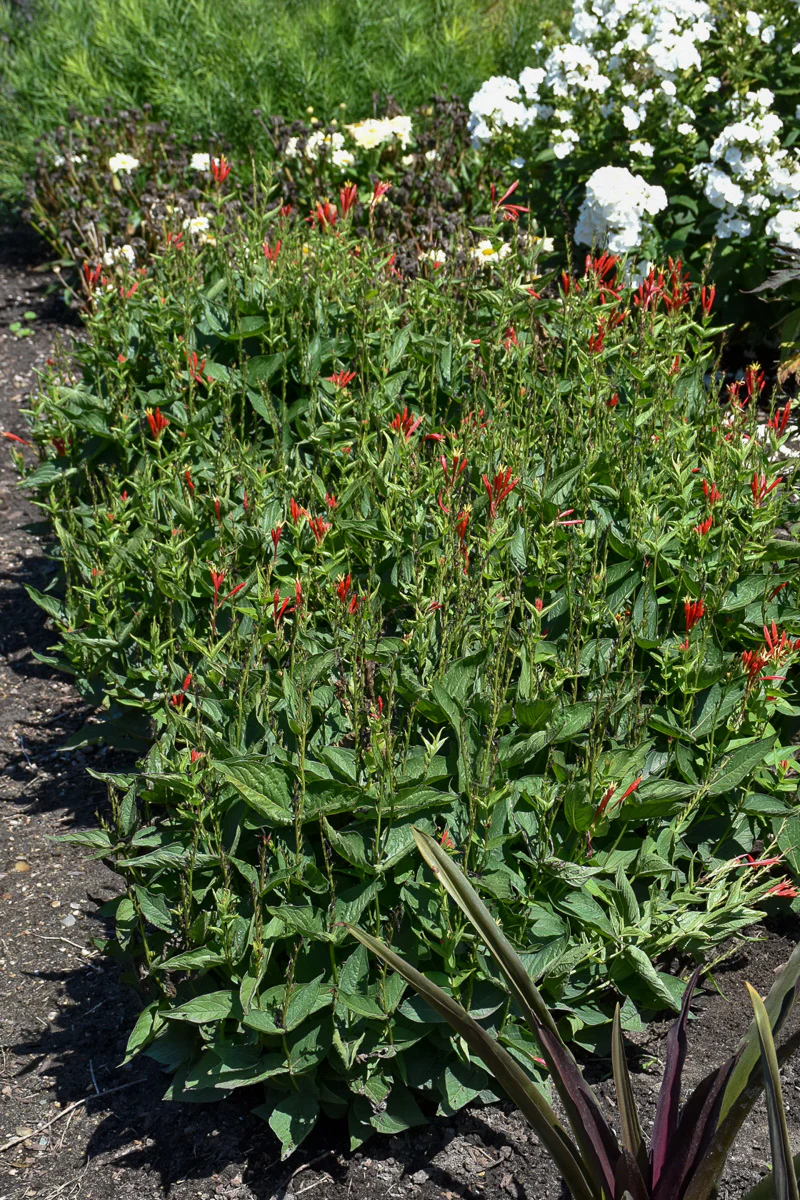 Indian Paintbrush, Ragin Cajun - Image 2
