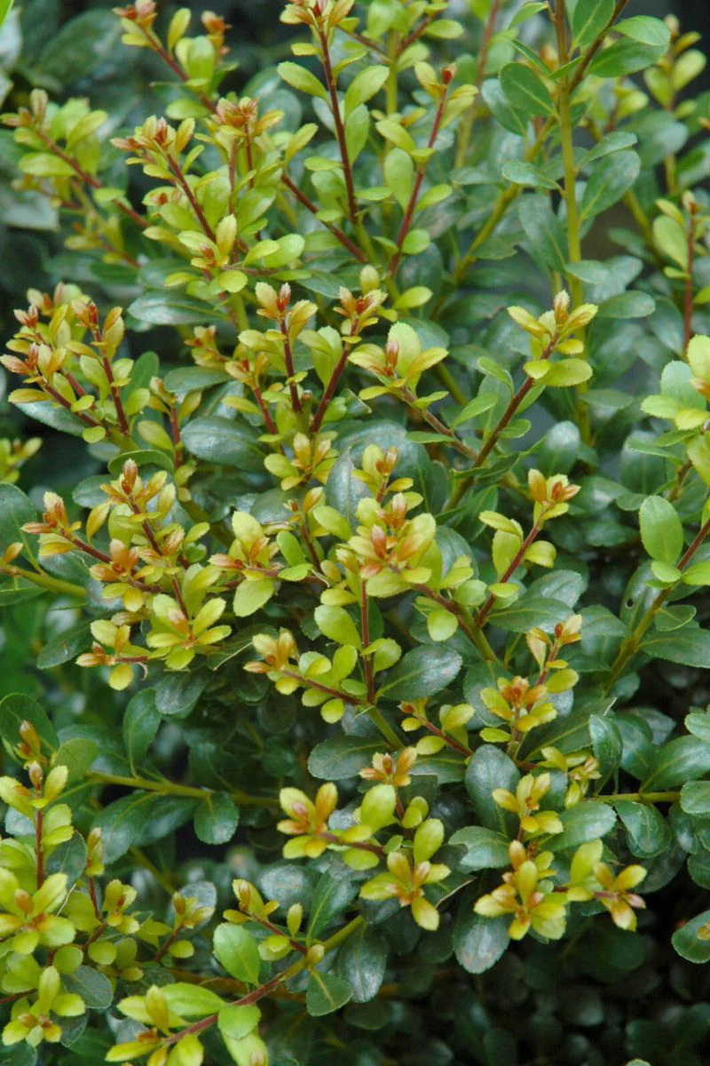 Inkberry, Compact