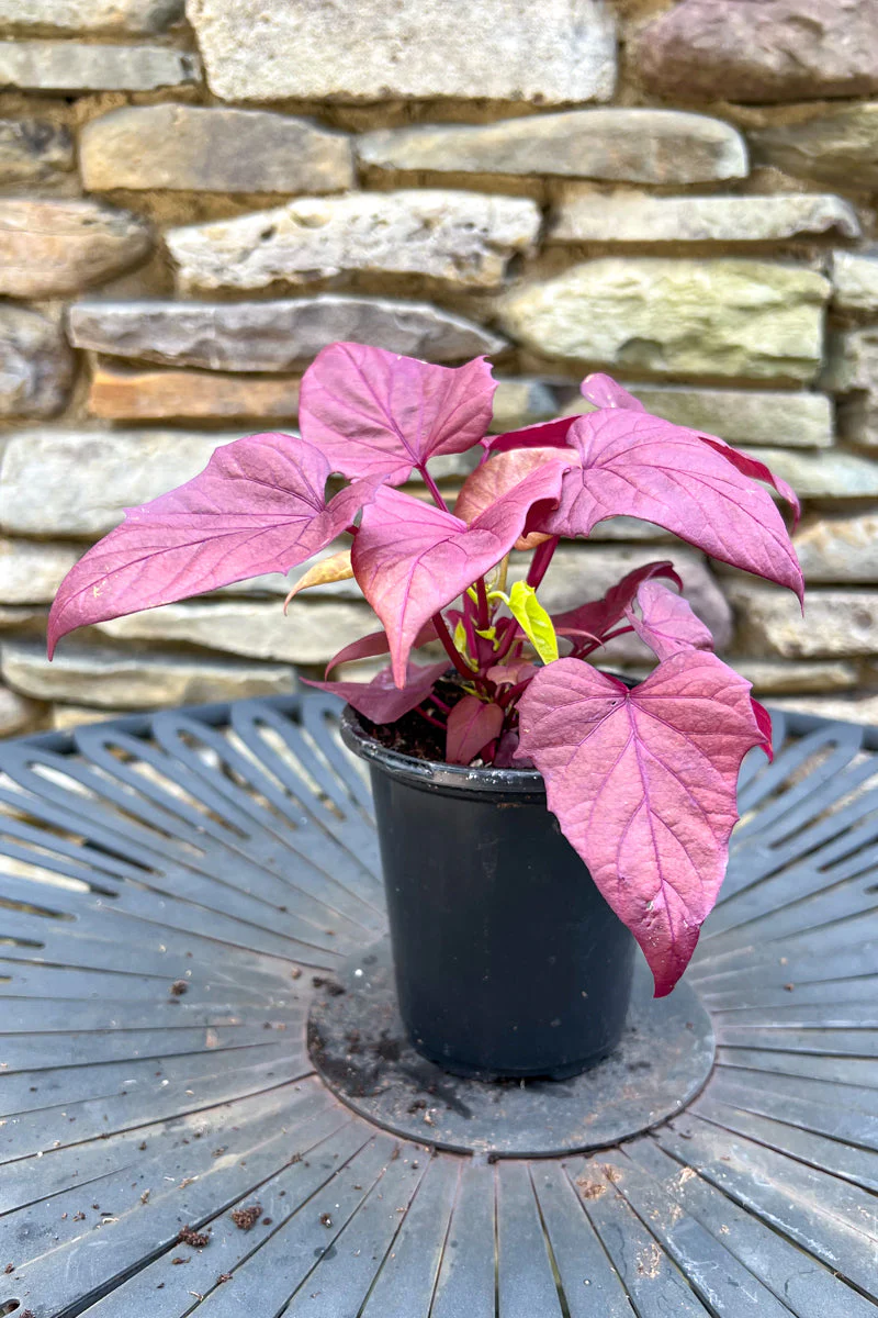 Ipomoea Red Heart