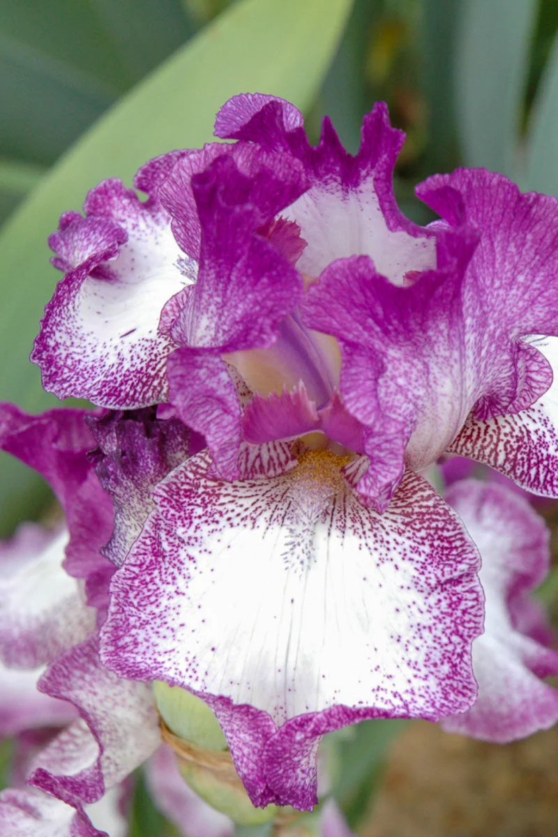 Iris, Bearded Mariposa Autumn