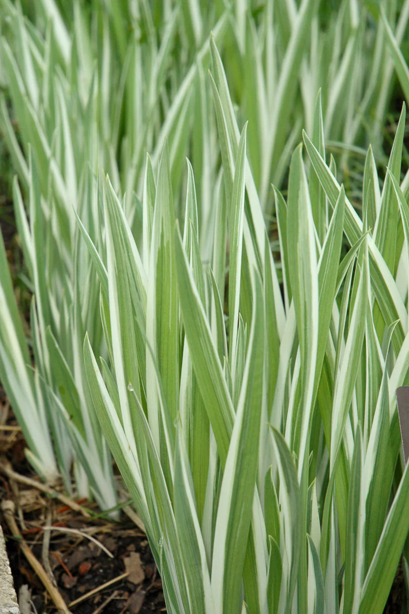 Iris, Japanese- Variegated