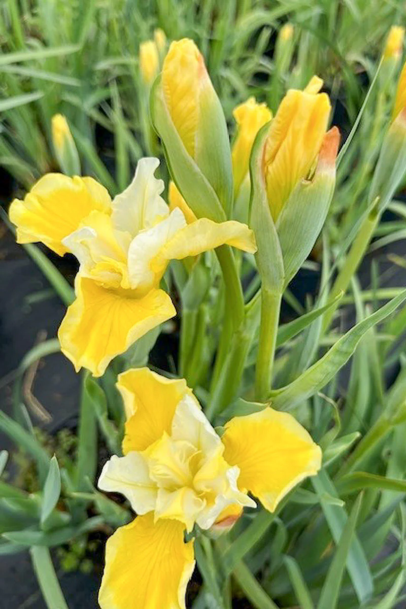 Iris, Solar Energy