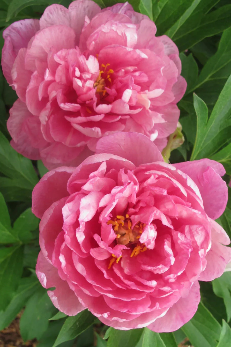 Itoh Peony, Strawberry Swirl