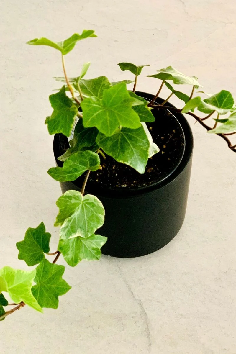 Ivy, English Variegated
