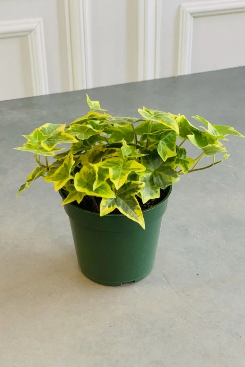 Ivy, English Gold Child 4"