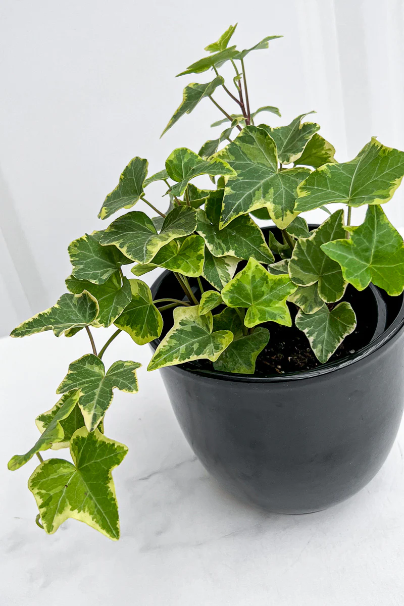Ivy, English Gold Child 4" - Image 2