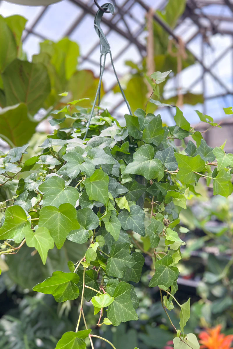 Ivy, English 6" Hanging Basket - Image 2