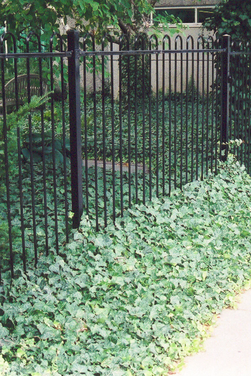Ivy, English (hardy)