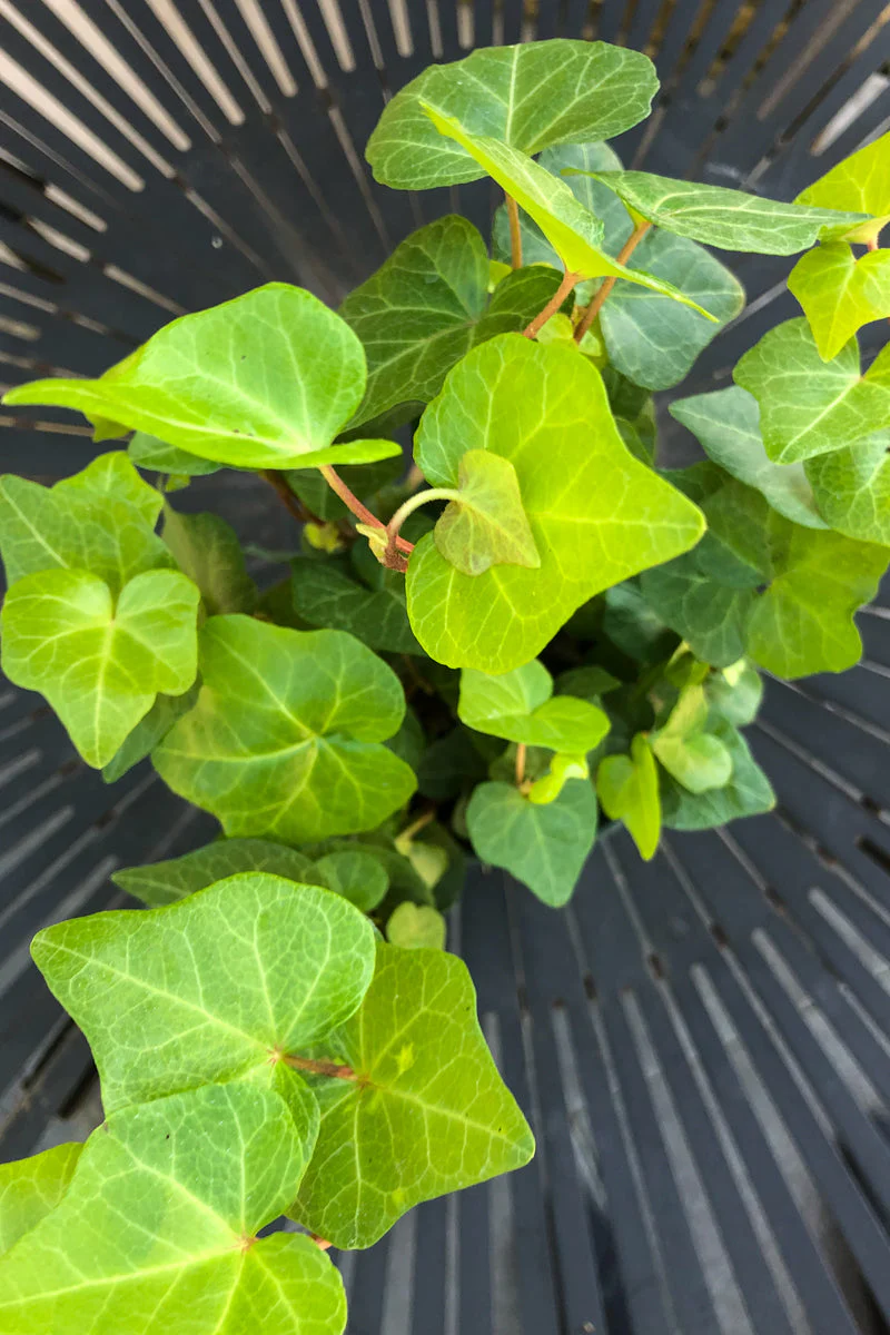 Ivy English Green