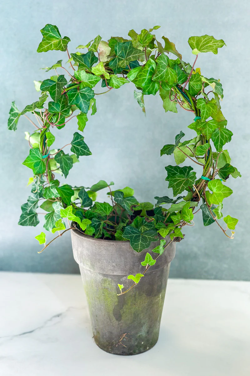 Ivy, Topiary Ring 7" Grey Clay Pot