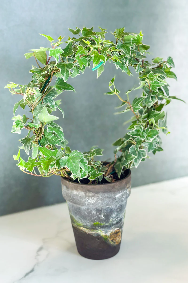 Ivy, Variegated Topiary Ring 5" Grey Clay Pot - Image 2