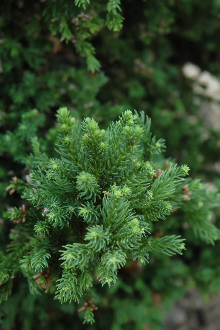 Japanese Cedar, Black Dragon