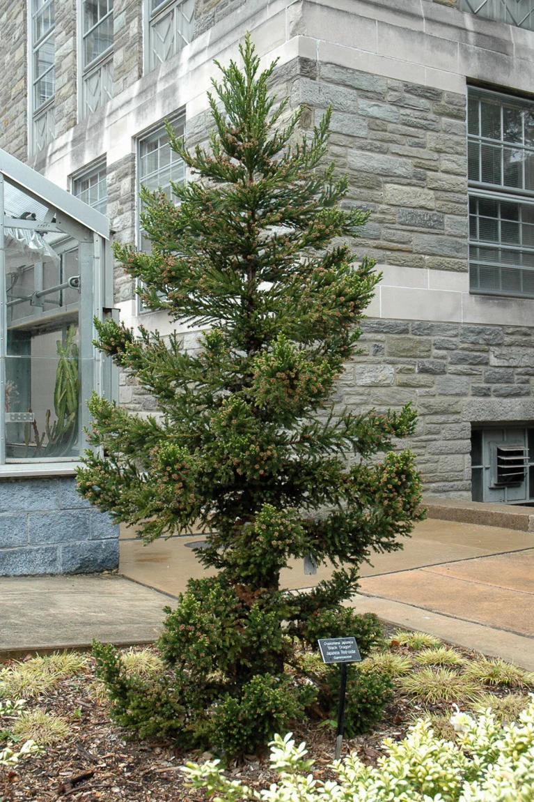 Japanese Cedar, Black Dragon - Image 2